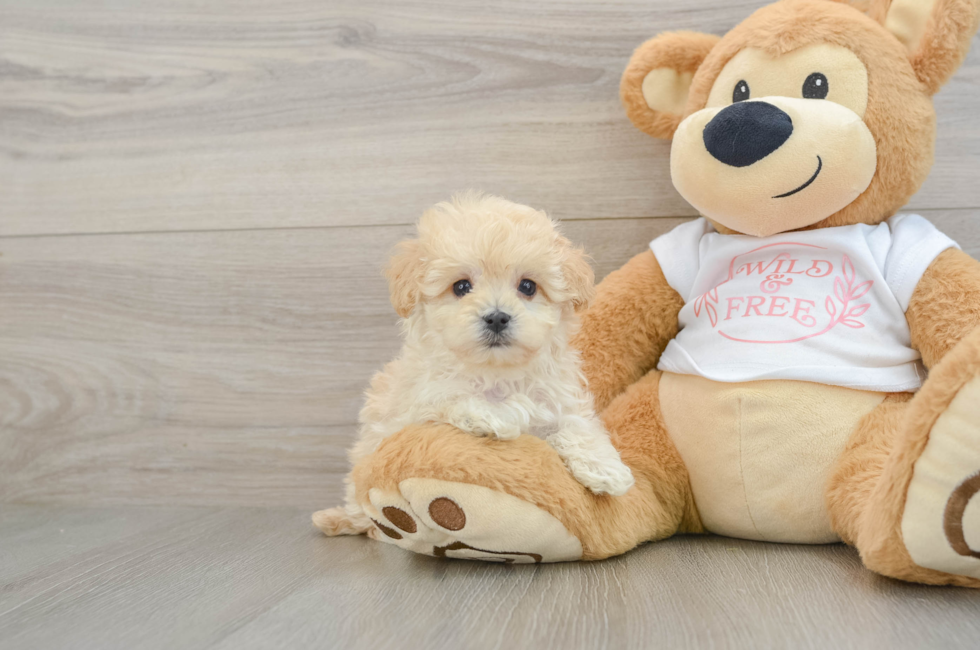 6 week old Maltipoo Puppy For Sale - Puppy Love PR