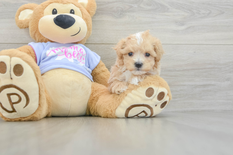 5 week old Maltipoo Puppy For Sale - Puppy Love PR