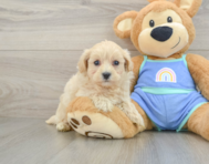 8 week old Maltipoo Puppy For Sale - Puppy Love PR