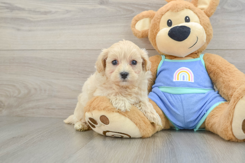 5 week old Maltipoo Puppy For Sale - Puppy Love PR