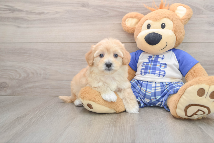 Petite Maltipoo Poodle Mix Pup