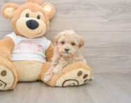 9 week old Maltipoo Puppy For Sale - Puppy Love PR