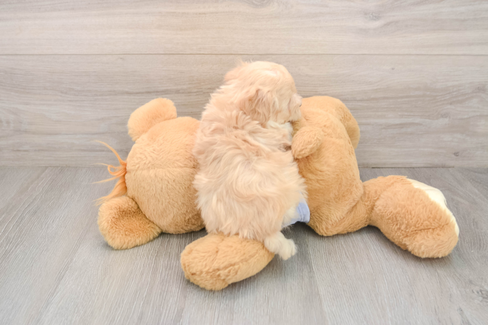 Fluffy Maltipoo Poodle Mix Pup