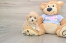 Maltipoo Pup Being Cute