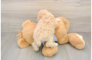 Maltipoo Pup Being Cute