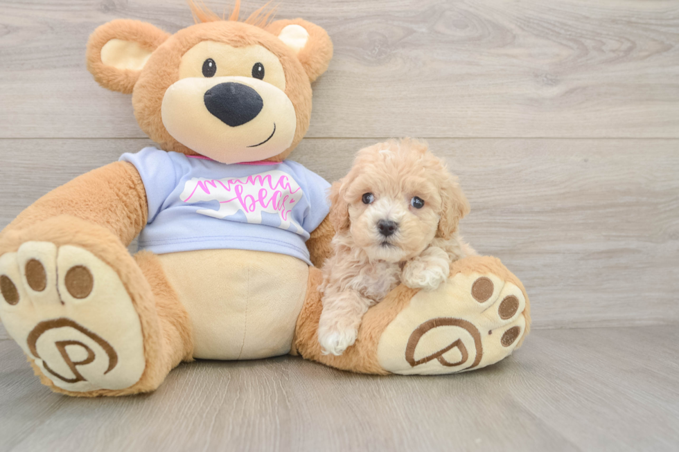 Maltipoo Puppy for Adoption