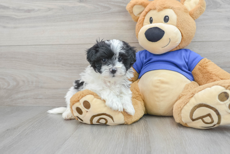 Best Maltipoo Baby