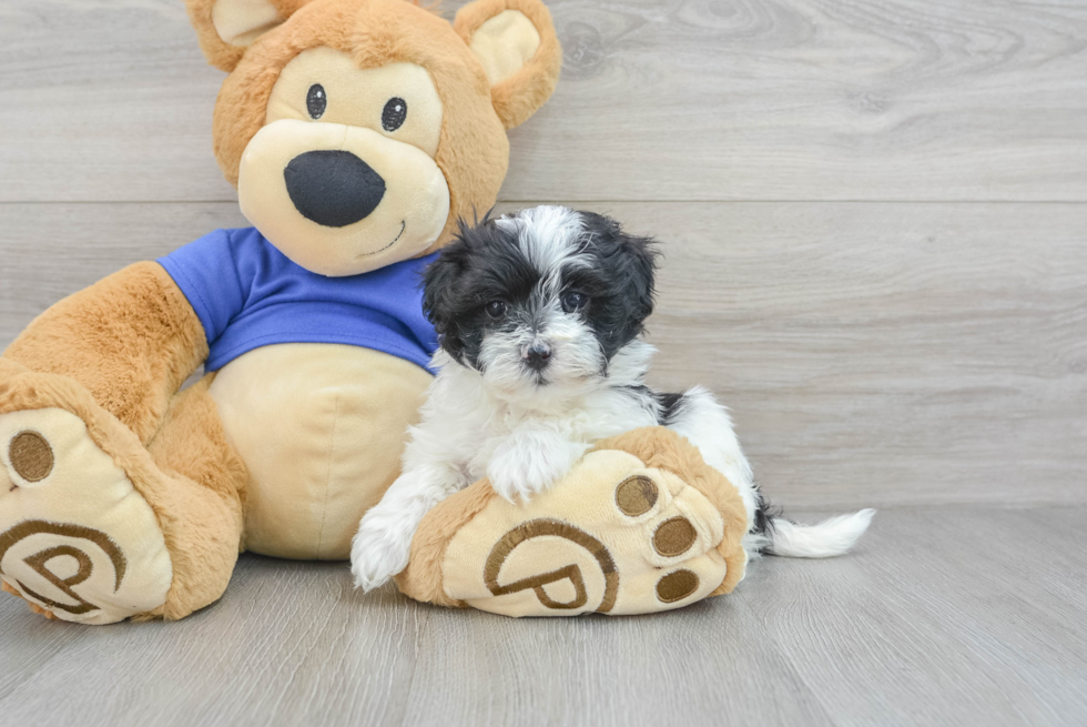 Popular Maltipoo Poodle Mix Pup