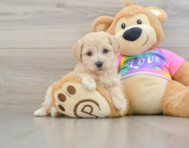 8 week old Maltipoo Puppy For Sale - Puppy Love PR