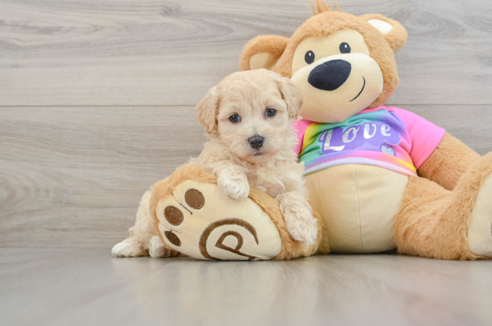 8 week old Maltipoo Puppy For Sale - Puppy Love PR