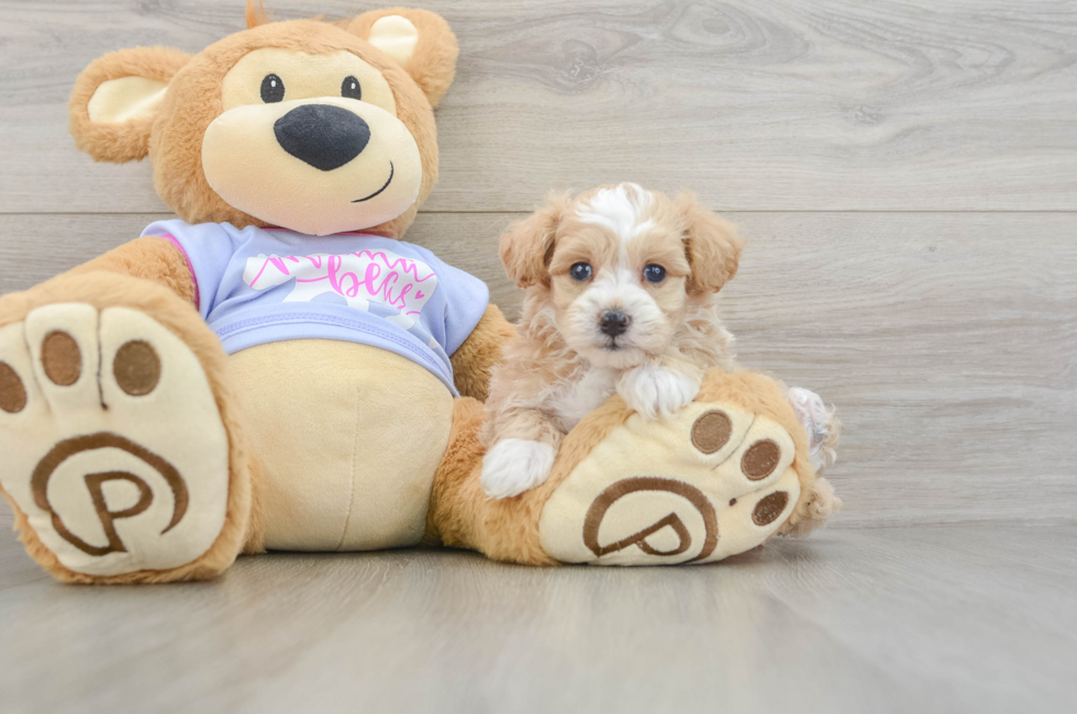5 week old Maltipoo Puppy For Sale - Puppy Love PR