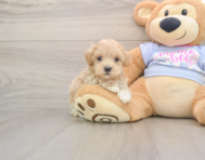 8 week old Maltipoo Puppy For Sale - Puppy Love PR