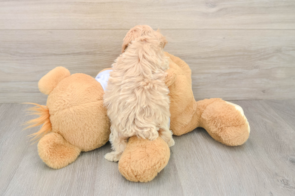 Friendly Maltipoo Baby