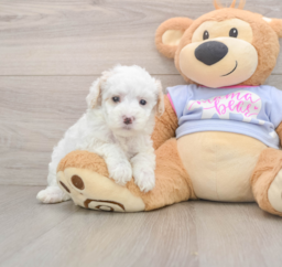 7 week old Maltipoo Puppy For Sale - Puppy Love PR