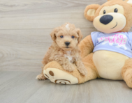 8 week old Maltipoo Puppy For Sale - Puppy Love PR
