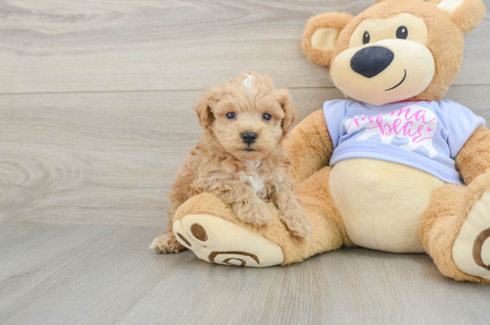 5 week old Maltipoo Puppy For Sale - Puppy Love PR