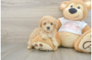 Maltipoo Pup Being Cute