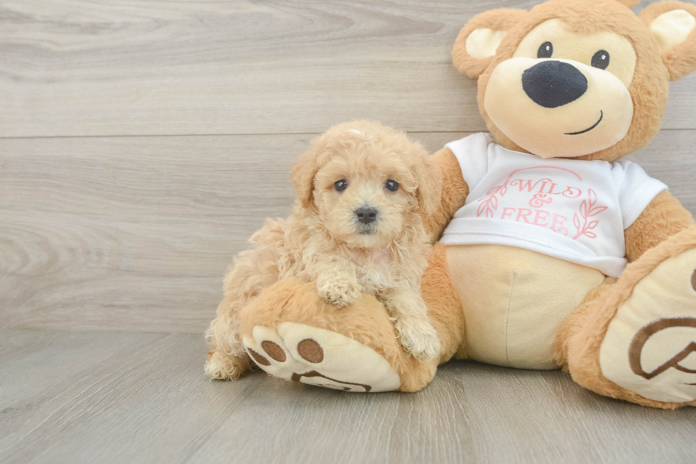 Maltipoo Pup Being Cute
