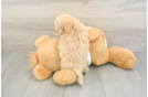 Best Maltipoo Baby