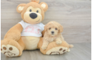 Adorable Maltepoo Poodle Mix Puppy