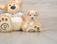 7 week old Maltipoo Puppy For Sale - Puppy Love PR