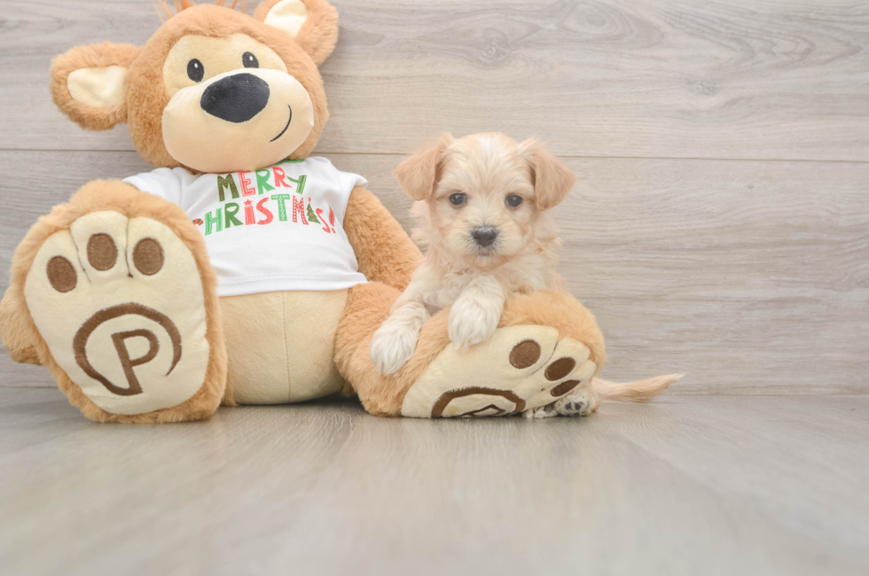 5 week old Maltipoo Puppy For Sale - Puppy Love PR