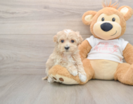 9 week old Maltipoo Puppy For Sale - Puppy Love PR