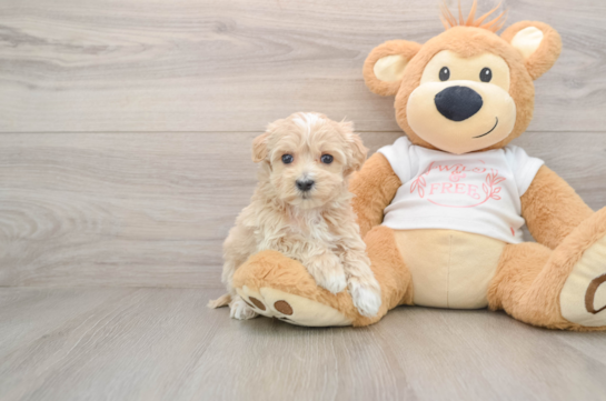 Energetic Multipoo Poodle Mix Puppy