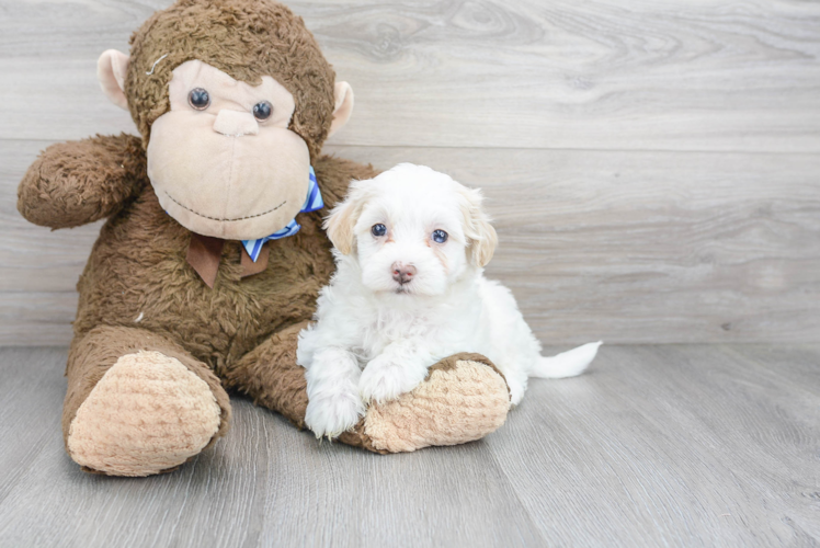 Cute Maltepoo Poodle Mix Puppy