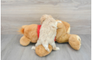 Maltipoo Pup Being Cute