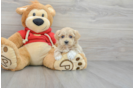 Maltipoo Pup Being Cute
