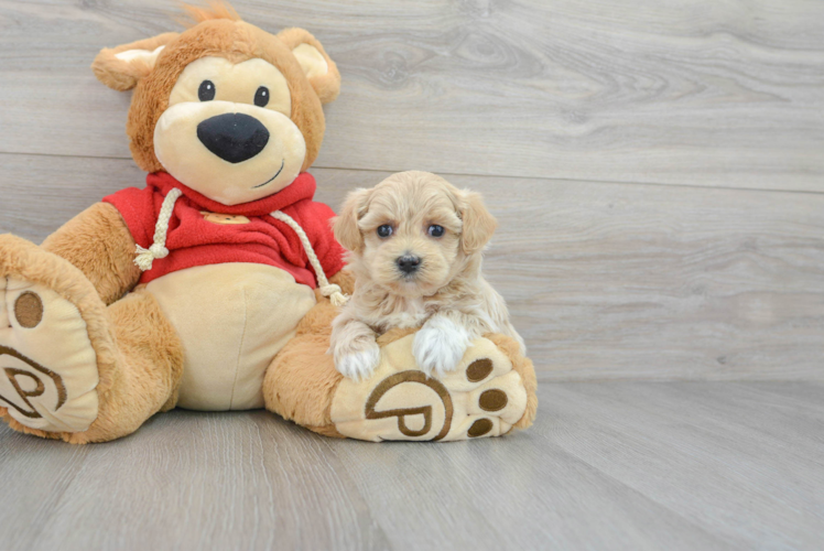 Meet Butterscotch - our Maltipoo Puppy Photo 1/3 - Puppy Love PR Maltipoo Pup Being Cute