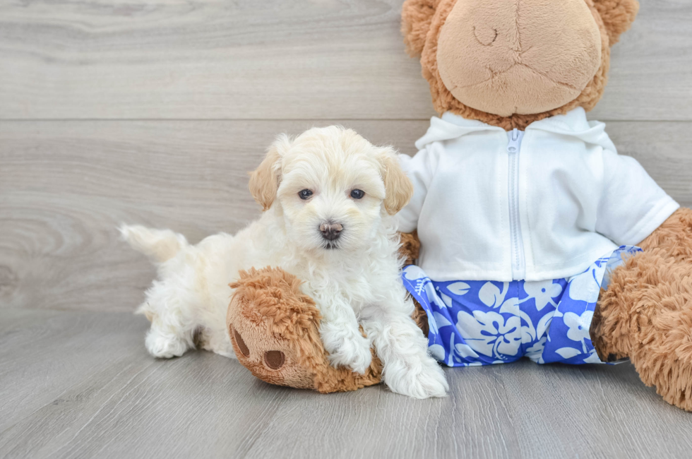 8 week old Maltipoo Puppy For Sale - Puppy Love PR