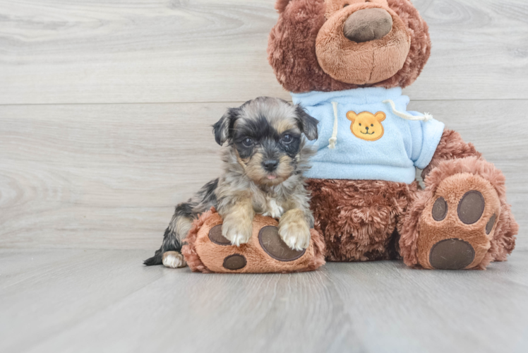 Meet Butterscotch - our Maltipoo Puppy Photo 1/3 - Puppy Love PR Happy Maltipoo Baby