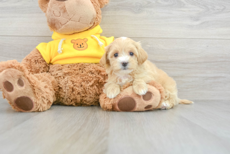 Meet Butterscotch - our Maltipoo Puppy Photo 1/3 - Puppy Love PR Maltipoo Pup Being Cute