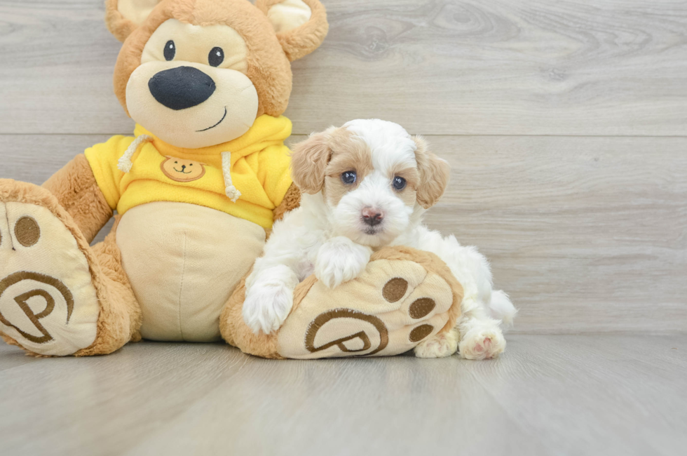 5 week old Maltipoo Puppy For Sale - Puppy Love PR