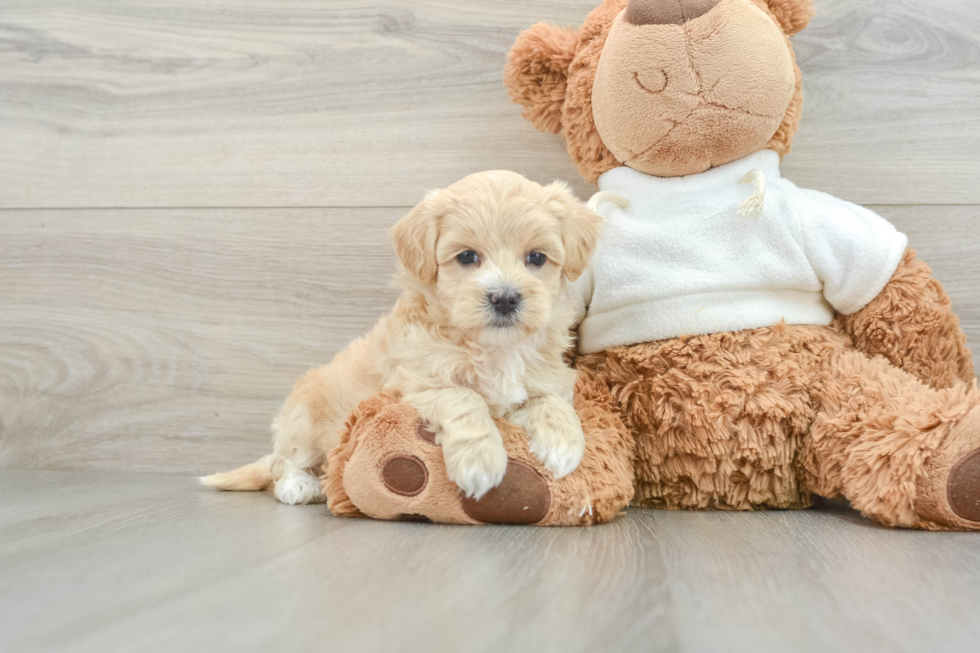 Best Maltipoo Baby