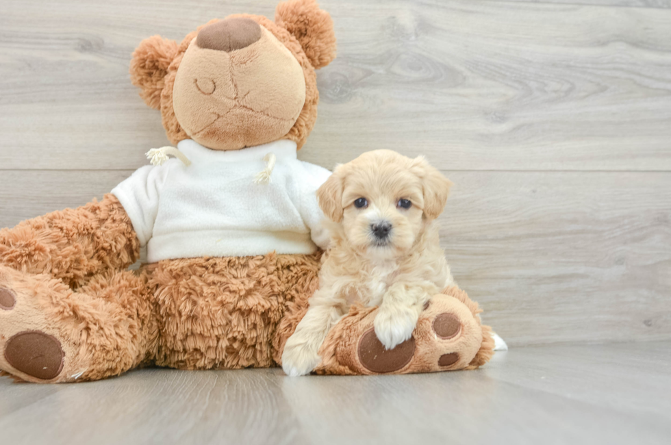 8 week old Maltipoo Puppy For Sale - Puppy Love PR