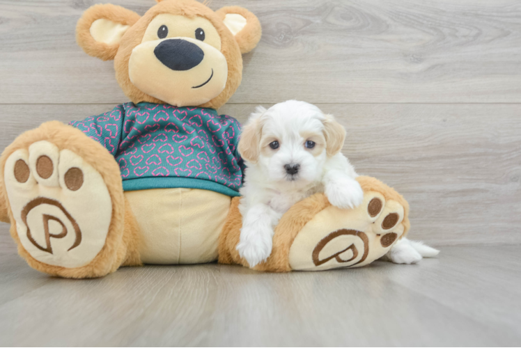 Meet Butterscotch - our Maltipoo Puppy Photo 1/3 - Puppy Love PR Maltipoo Puppy for Adoption