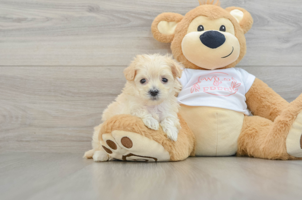 6 week old Maltipoo Puppy For Sale - Puppy Love PR