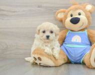 8 week old Maltipoo Puppy For Sale - Puppy Love PR