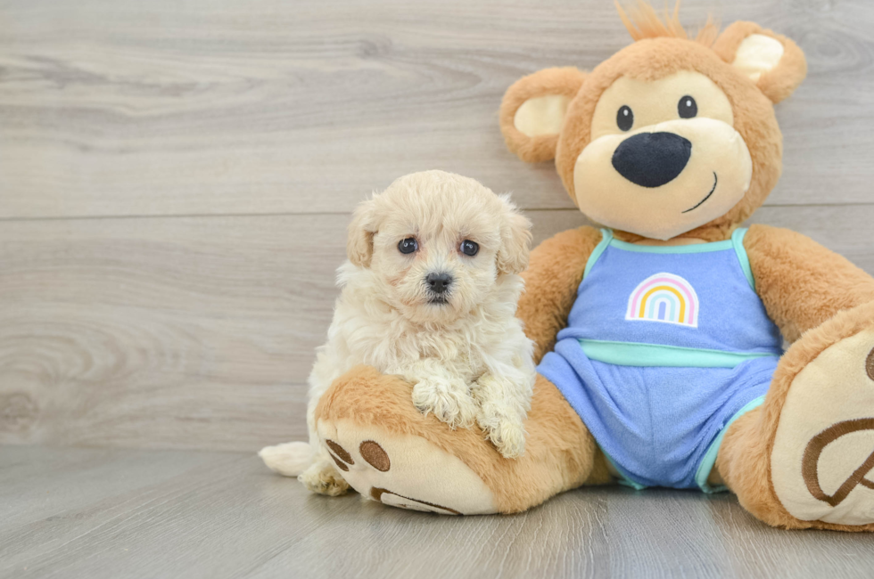 5 week old Maltipoo Puppy For Sale - Puppy Love PR
