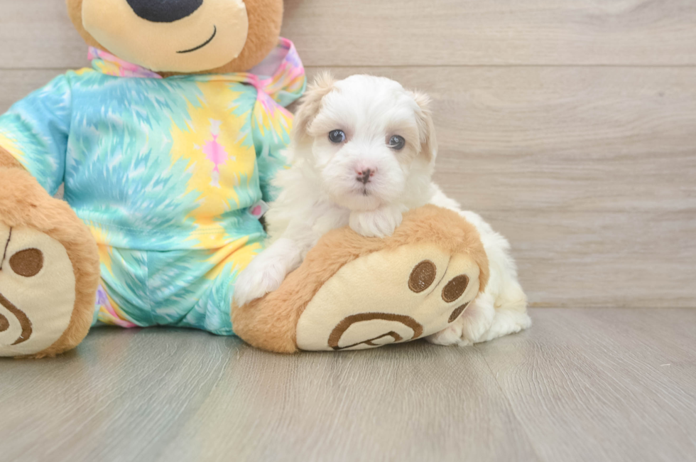 5 week old Maltipoo Puppy For Sale - Puppy Love PR