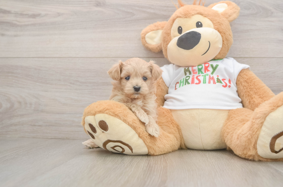 5 week old Maltipoo Puppy For Sale - Puppy Love PR