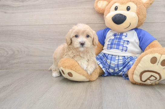 Maltipoo Pup Being Cute