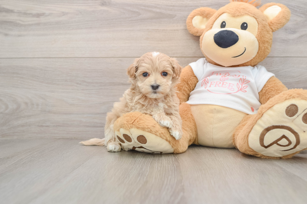 Best Maltipoo Baby