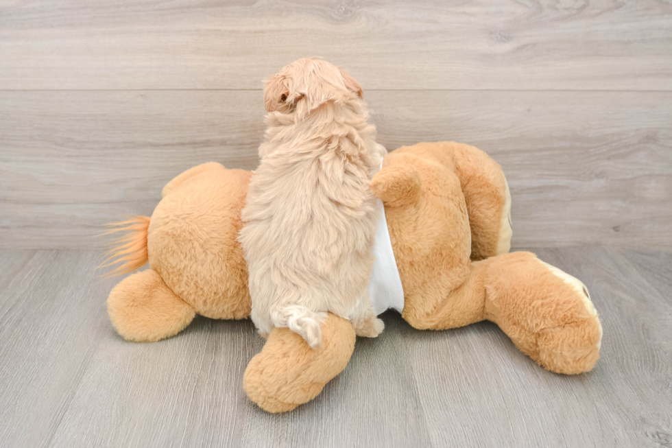 Maltipoo Puppy for Adoption