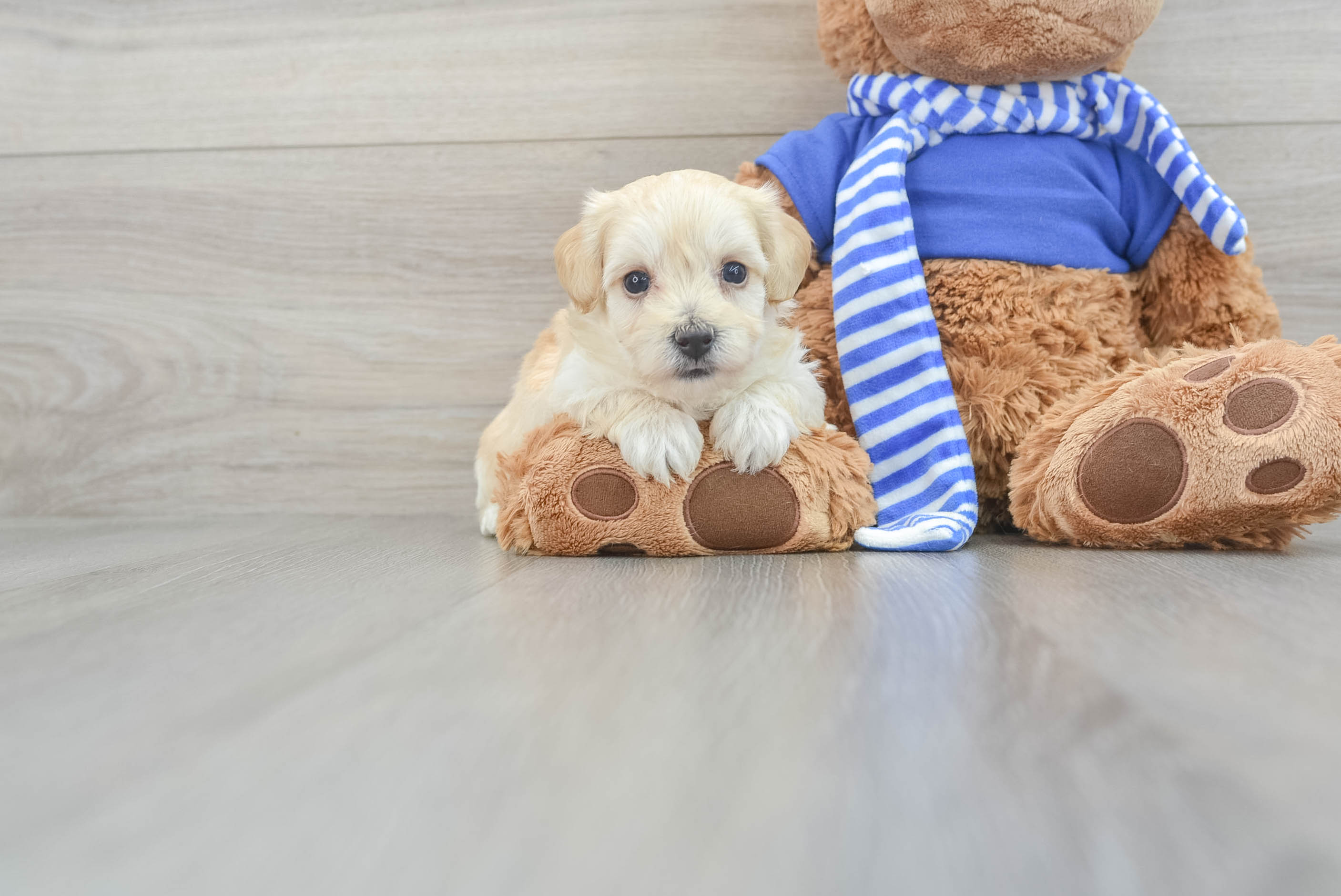Maltipoo Puppy for Adoption