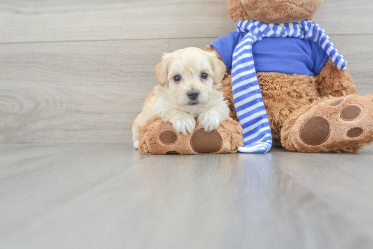 Meet Buzz - our Maltipoo Puppy Photo 1/3 - Puppy Love PR Maltipoo Puppy for Adoption