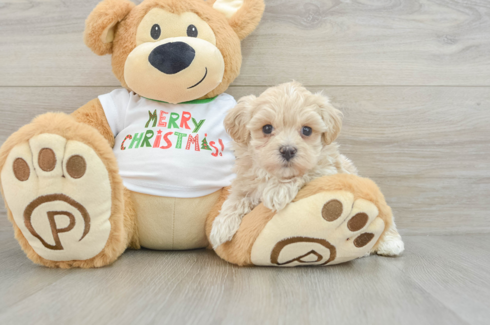 6 week old Maltipoo Puppy For Sale - Puppy Love PR